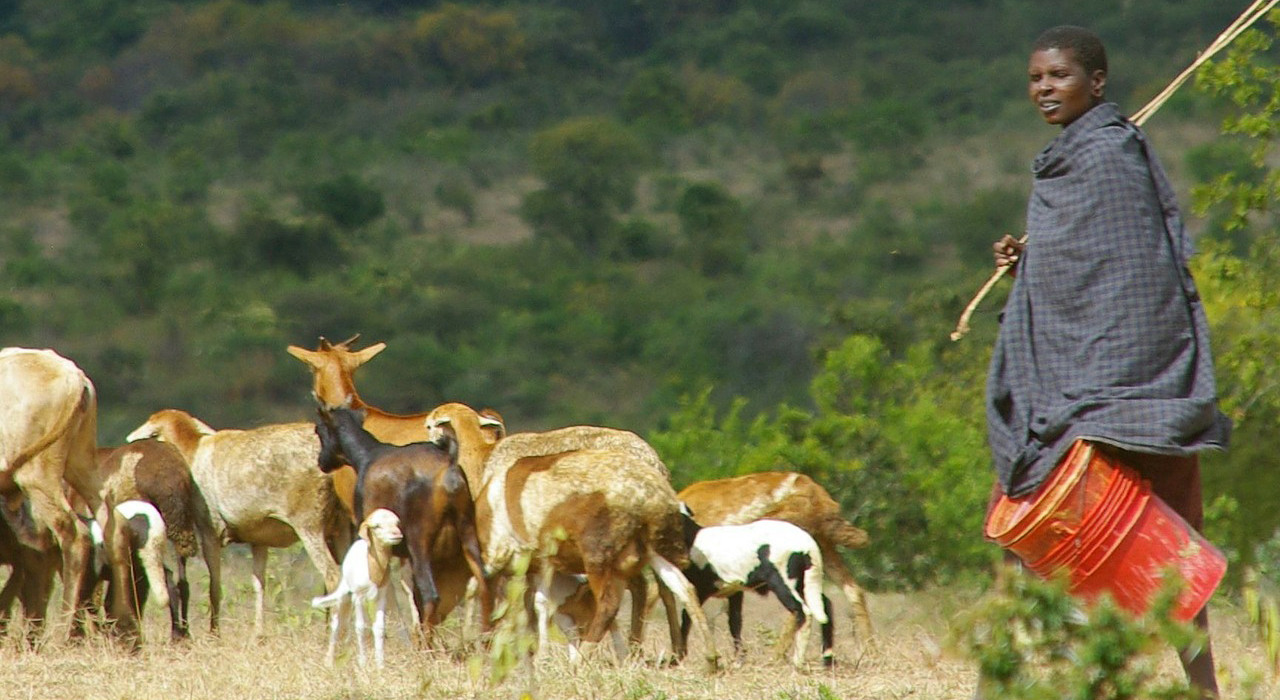 africa-shepherd