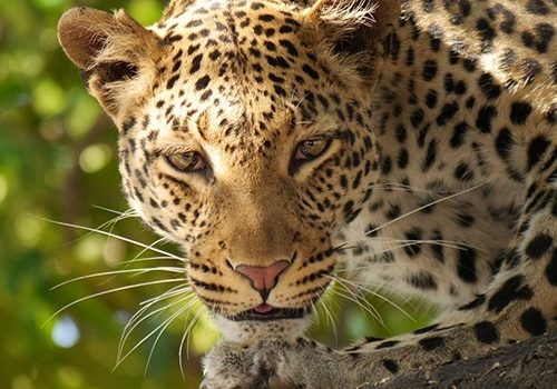 Leopard