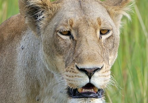 Lion