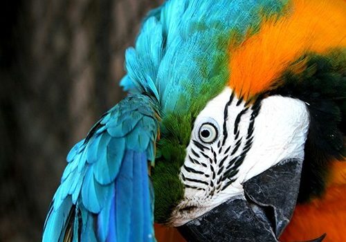 Parrot