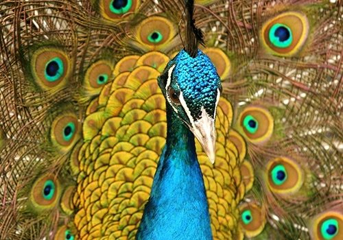 Peacock