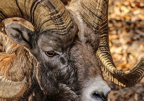 Ram