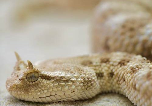Snake